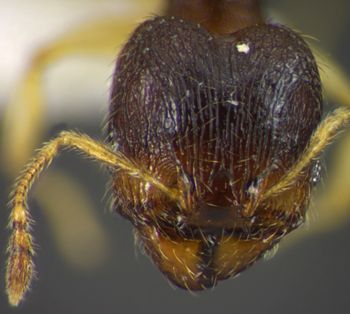 Media type: image;   Entomology 35193 Aspect: head frontal view